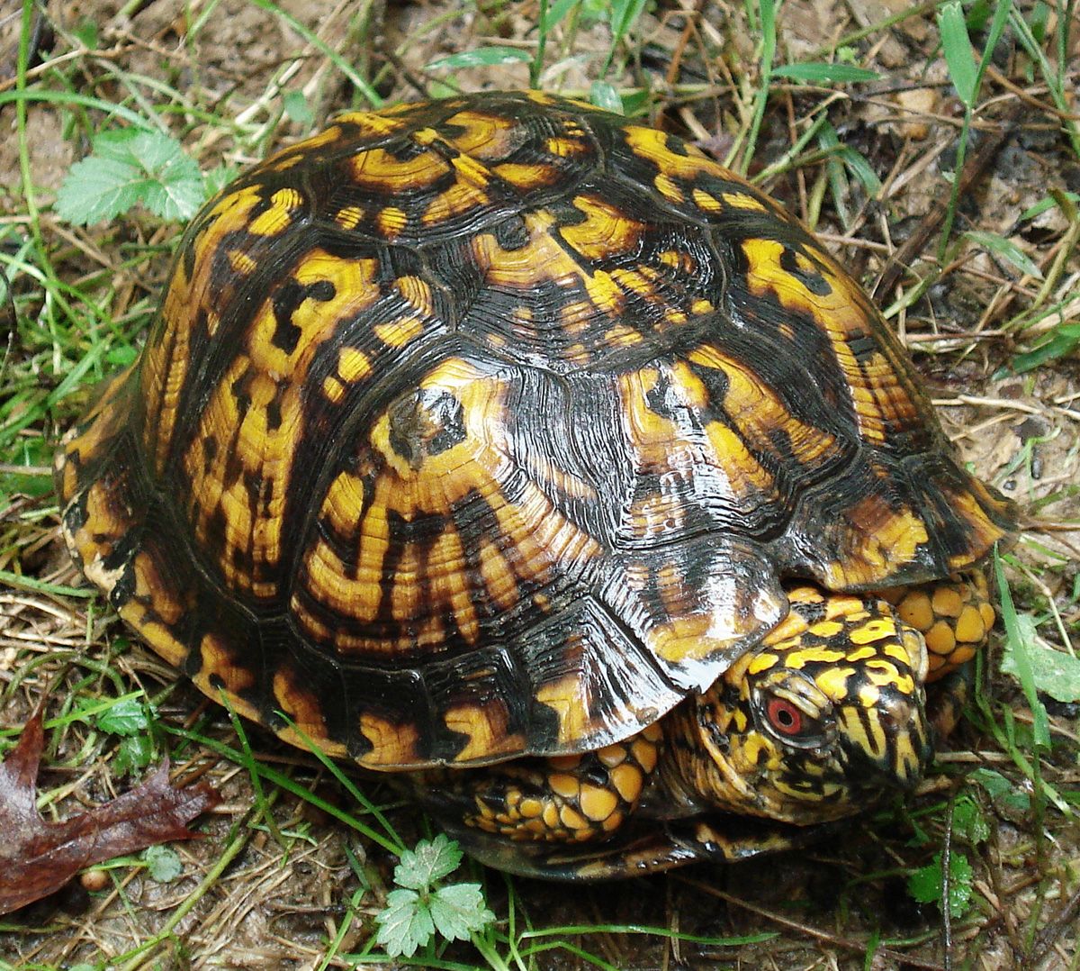 TN BOX Turtles Tortoise Forum